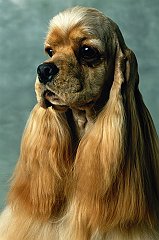 Cocker Spaniel Portrait